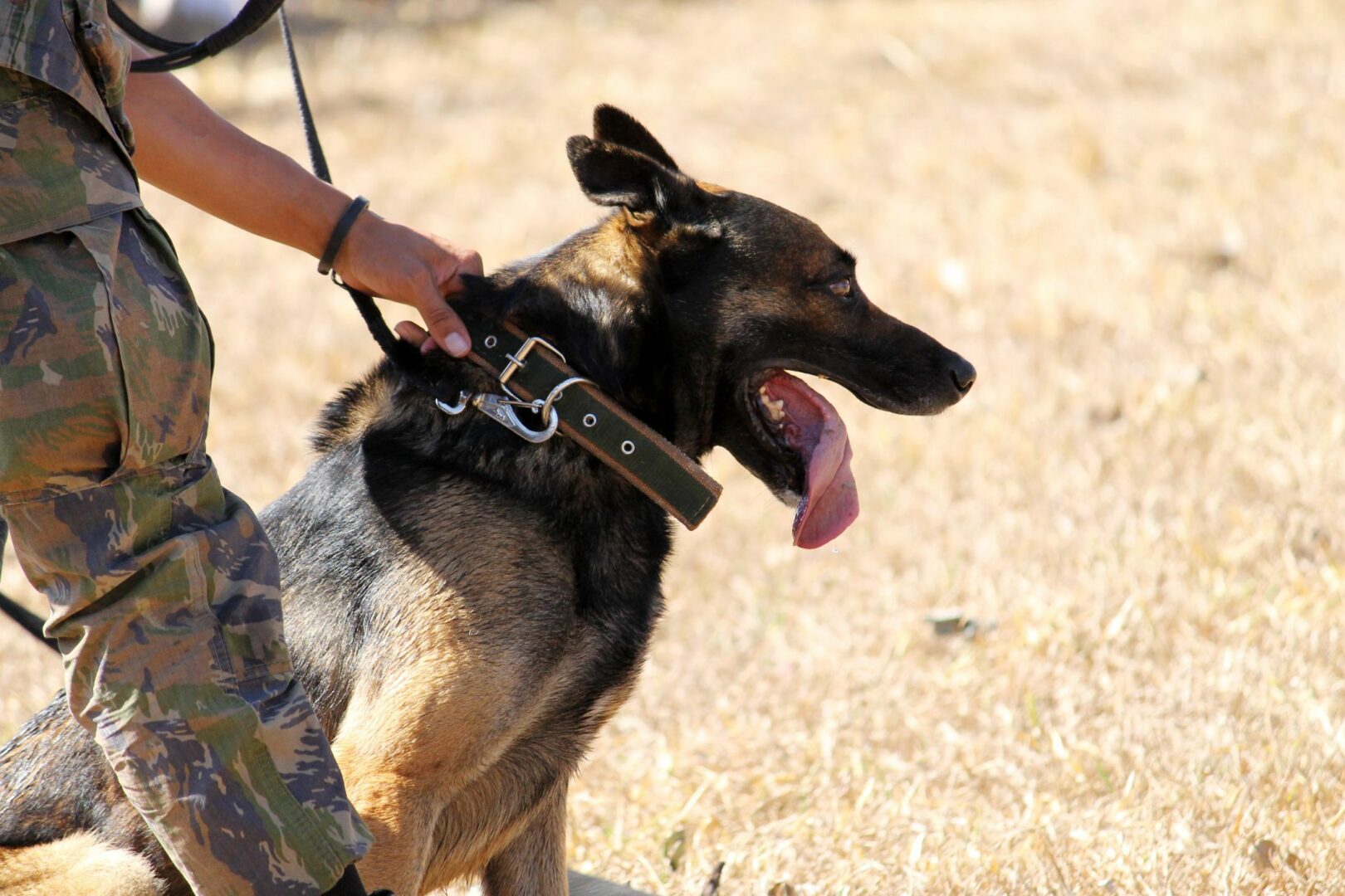 K-9 Services