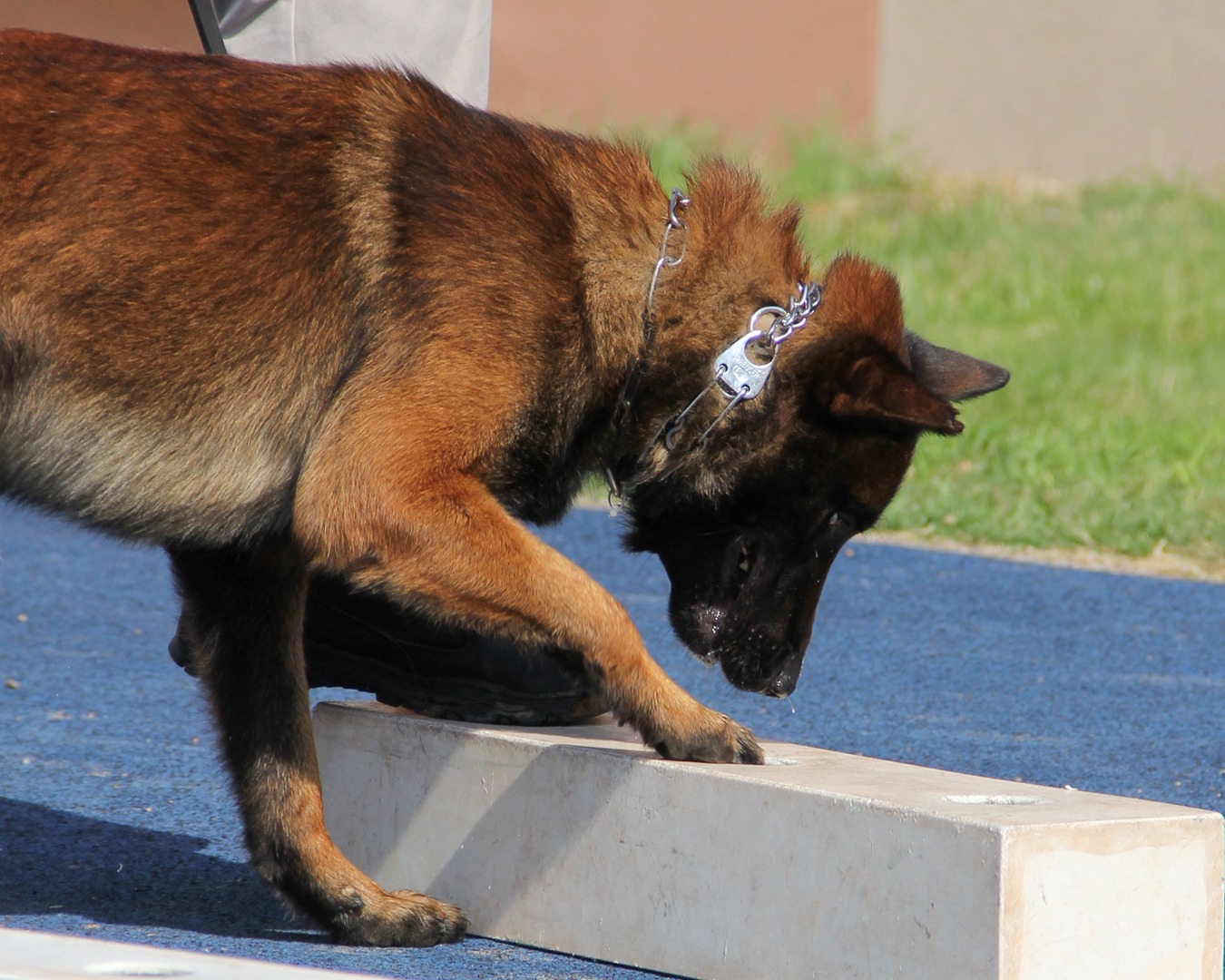K-9 Services